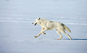 ARC 01 WF0003 01
Arctic Fox Running On Frozen Lake