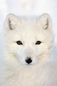ARC 01 NE0001 01
Head Shot Of Arctic Fox In Snow Hudson Bay Canada