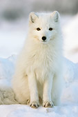 ARC 01 NE0002 01
Arctic Fox Sitting On Snow Hudson Bay Canada