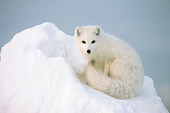 ARC 01 NE0003 01
Arctic Fox Sitting On Snow Mound Hudson Bay Canada
