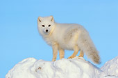 ARC 01 NE0004 01
Arctic Fox Standing On Snow Mound Hudson Bay Canada