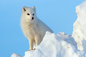 ARC 01 NE0005 01
Arctic Fox Sitting On Snow Mound Hudson Bay Canada