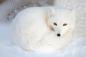 ARC 01 NE0006 01
Arctic Fox Curled Up On Snow Hudson Bay Canada
