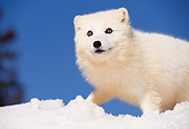 ARC 01 RK0001 02
Arctic Fox Standing On Snow