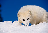ARC 01 RK0001 06
Arctic Fox Standing On Snow