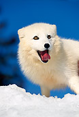 ARC 01 RK0002 04
Arctic Fox Standing On Snow Mountain