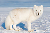 ARC 01 SK0001 01
Arctic Fox Standing On Snow