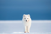 ARC 01 SK0002 01
Arctic Fox Standing On Snow