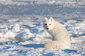 ARC 01 SK0004 01
Arctic Fox Sitting On Snow