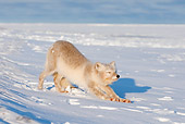 ARC 01 SK0005 01
Arctic Fox Stretching On Snow