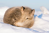 ARC 01 SK0006 01
Arctic Fox Curled Up On Snow