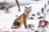 ARC 01 SK0007 01
Arctic Fox Sitting By Whale Bones On Snow
