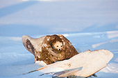 ARC 01 SK0008 01
Arctic Fox Sitting Looking Through Whale Bones On Snow