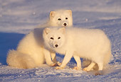 ARC 01 TL0001 01
Two Arctic Fox On Snow At Dusk