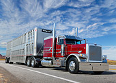 AUT 07 RK0403 01
2014 Peterbilt 389 With Cattle Carrier Red And Silver 3/4 Front View On Road