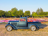 AUT 14 RK1566 01
1932 Dodge Pickup Truck Green Profile View On Dry Grass And Dirt By Flowers And Trees