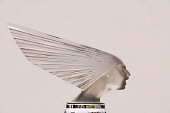 AUT 30 RK2762 01
Victoire Spirit Of The Wind Mascot on Rolls-Royce Silver Cloud I James Young Sedanca Coupe
