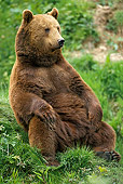 BEA 01 GL0001 01
Brown Bear Sitting Upright On Grass