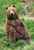 BEA 01 GL0004 01
Portrait Of Brown Bear Sitting On Grass