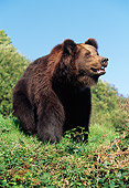 BEA 01 GL0005 01
Portrait Of Brown Bear Sitting On Grass