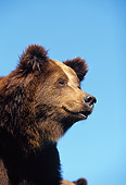 BEA 01 GL0006 01
Head Shot Of Brown Bear Against Blue Sky