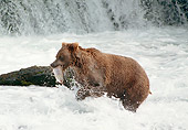 BEA 01 GL0007 01
Brown Bear Catching Salmon In Stream Near Waterfall