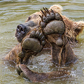 BEA 01 KH0002 01
European Brown Bear Swimming In Stream With Paws In Front Of Face