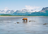 BEA 01 LS0002 01
Brown Bear Digging For Clams On Tidal Flats Katmai National Park Alaska