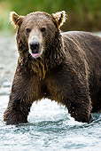 BEA 01 MC0001 01
Brown Bear Walking Through River During Fall Salmon Run