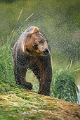 BEA 01 MC0003 01
Brown Bear Shaking Wet Fur After Fishing In River
