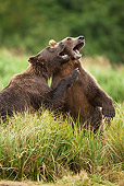 BEA 01 MC0004 01
Brown Bears Play Fighting Along River