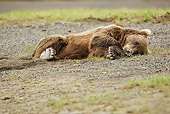 BEA 01 MC0005 01
Brown Bear Sleeping On Day Bed On Dirt Alaska