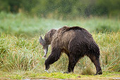 BEA 01 MC0007 01
Brown Bear Eating Salmon During Fall Salmon Run