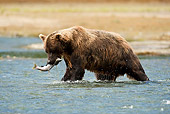 BEA 01 MC0010 01
Brown Bear Catching Pink Salmon At Feeder Stream Alaska