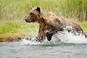 BEA 01 MC0011 01
Brown Bear Splashing Through Stream To Catch Salmon Alaska