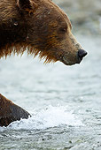BEA 01 MC0012 01
Head Shot Of Brown Bear Splashing Through Stream To Catch Salmon Alaska