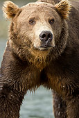 BEA 01 MC0013 01
Head Shot Of Brown Bear Standing In Stream During Fall Salmon Run Alaska