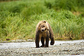 BEA 01 MC0014 01
Brown Bear Shaking Water Off Fur On Riverbank Alaska