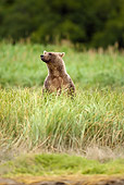 BEA 01 MC0015 01
Brown Bear Standing On Hind Legs In Tall Grass Alaska
