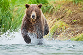 BEA 01 MC0016 01
Alaskan Brown Bear Chasing Salmon In Geographic Harbor, Katmai National Park, Alaska
