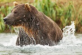 BEA 01 MC0017 01
Grizzly Bear Male Fishing In Geographic Harbor, Katmai National Park, Alaska
