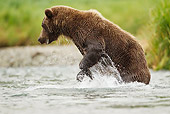BEA 01 MC0018 01
Grizzly Bear Male Fishing In Geographic Harbor, Katmai National Park, Alaska
