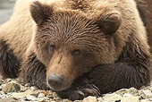 BEA 01 NE0051 01
Alaskan Brown Bear Resting On Rocks Katmai National Park, Alaska