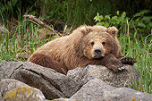 BEA 01 NE0052 01
Alaskan Brown Bear Resting On Rocks Katmai National Park, Alaska