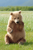 BEA 01 NE0053 01
Alaskan Brown Bear Sitting Upright On Grass Katmai National Park, Alaska