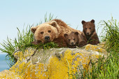 BEA 01 NE0054 01
Alaskan Brown Bear Mother Laying On Rock With Cubs Katmai National Park, Alaska