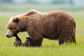 BEA 01 NE0055 01
Alaskan Brown Bear Mother And Cub On Grass Katmai National Park, Alaska