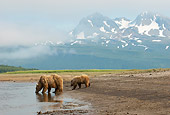 BEA 01 NE0056 01
Alaskan Brown Bear Mother And Cub Drinking From Pond Katmai National Park, Alaska