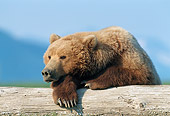 BEA 01 NE0057 01
Alaskan Brown Bear Male Leaning On Driftwood Katmai National Park, Alaska