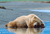 BEA 01 NE0058 01
Alaskan Brown Bear Female Sleeping On Shore Katmai National Park, Alaska